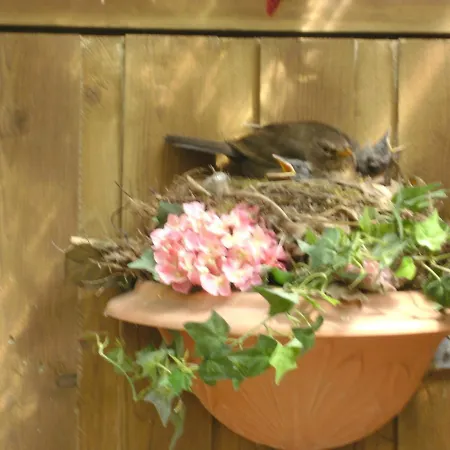 Haus Mit Lilie Und Rose * Westerdeichstrich