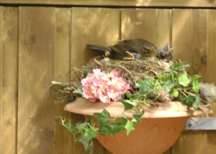 Haus Mit Lilie Und Rose * Westerdeichstrich